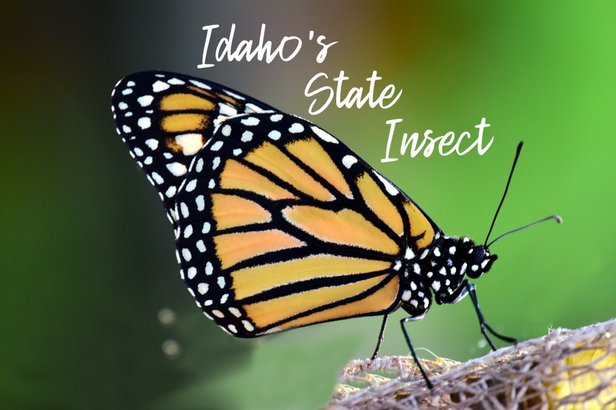 Idaho State Insect Lesson: The Monarch Butterfly