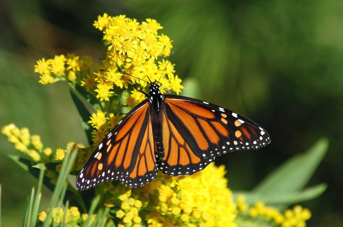 The Intricate Wings of the Monarch Butterfly