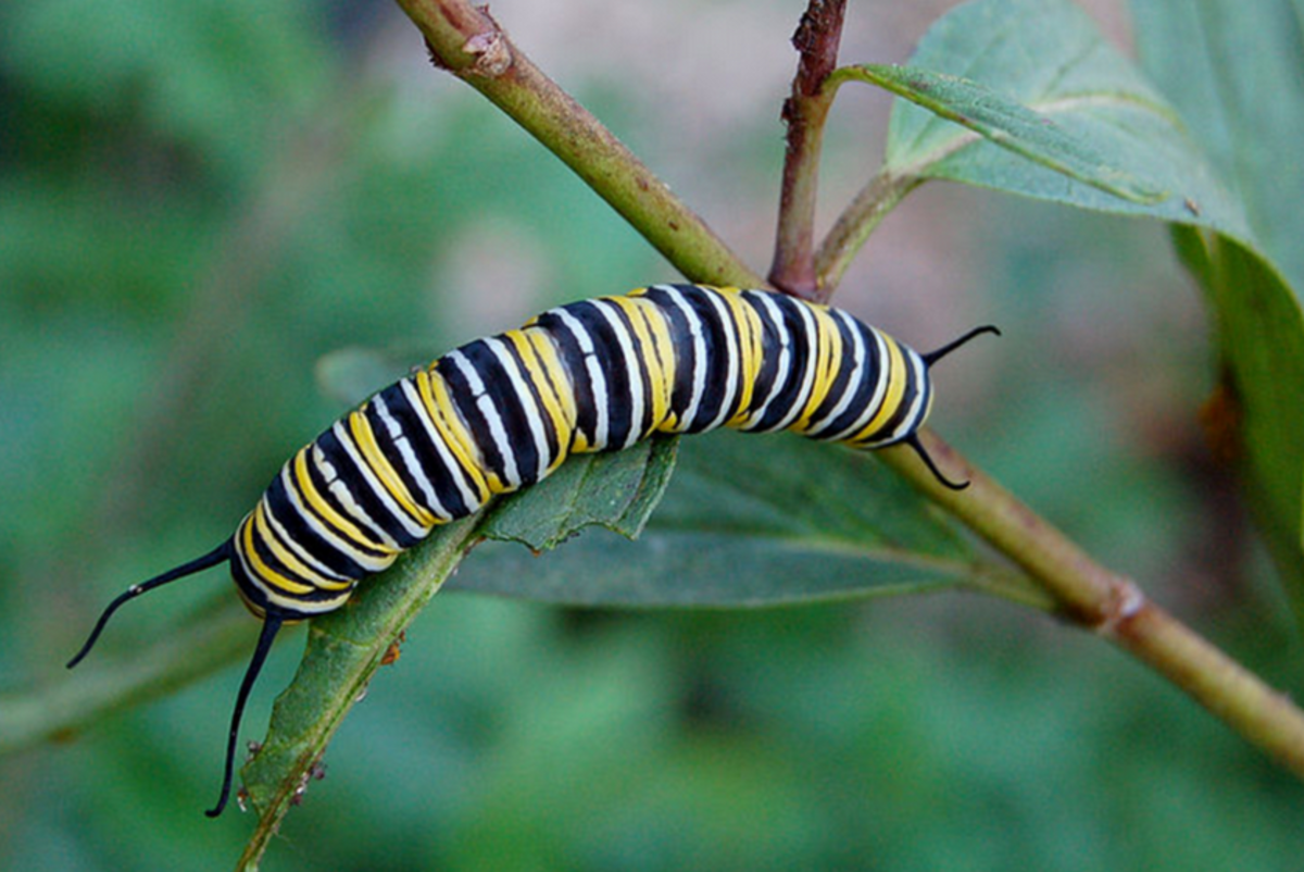 The Monarch Caterpillar