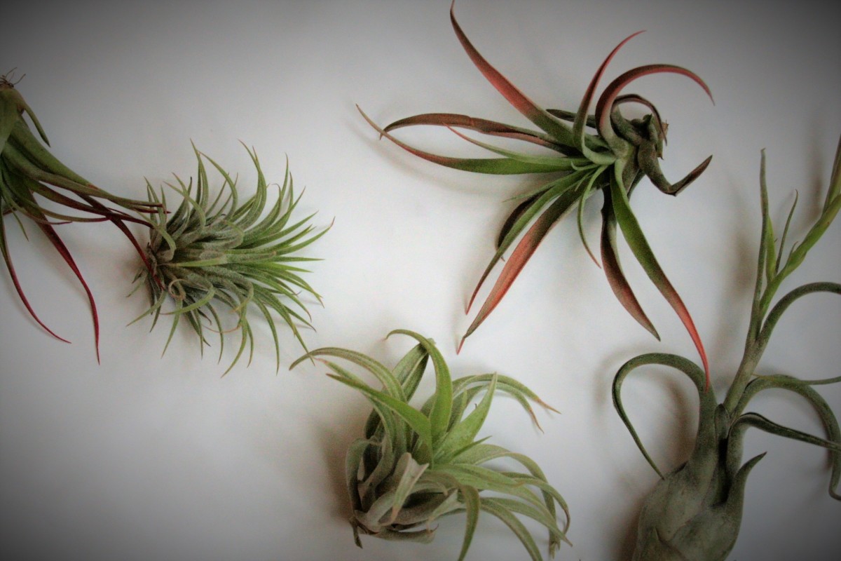 If You Like Sedum, You'll Love Tillandsia - HubPages