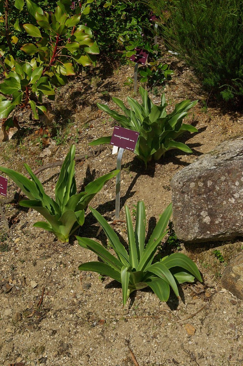 How to Grow Pineapple Lilies Dengarden