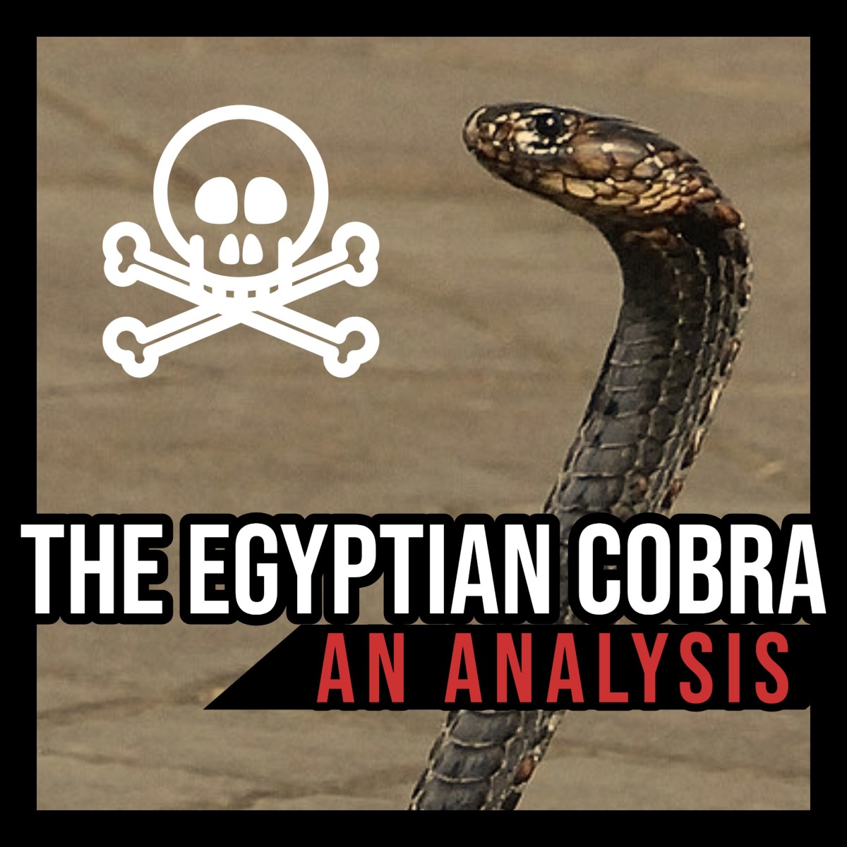 The Egyptian cobra: an analysis