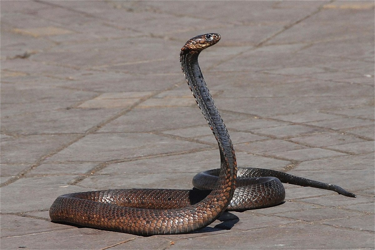 A large Egyptian cobra poised to strike
