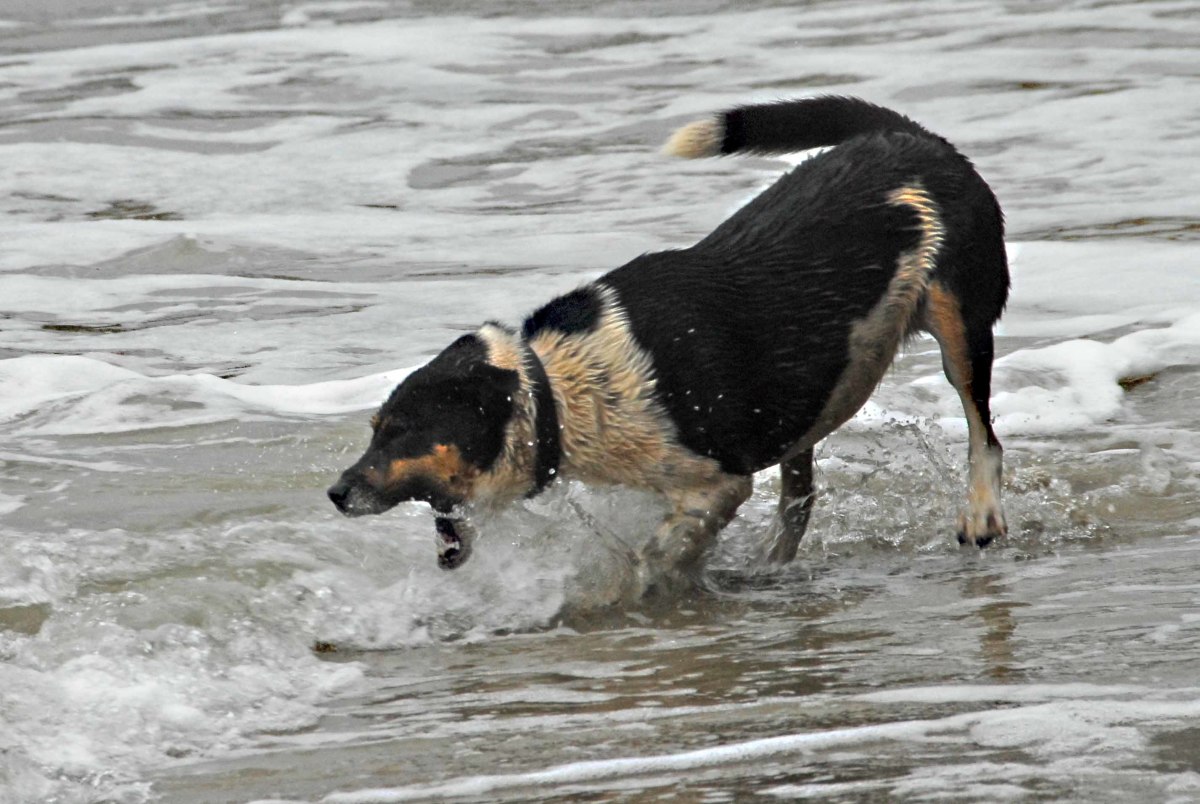 Are Automatic Dog Washing Machines here to stay? HubPages
