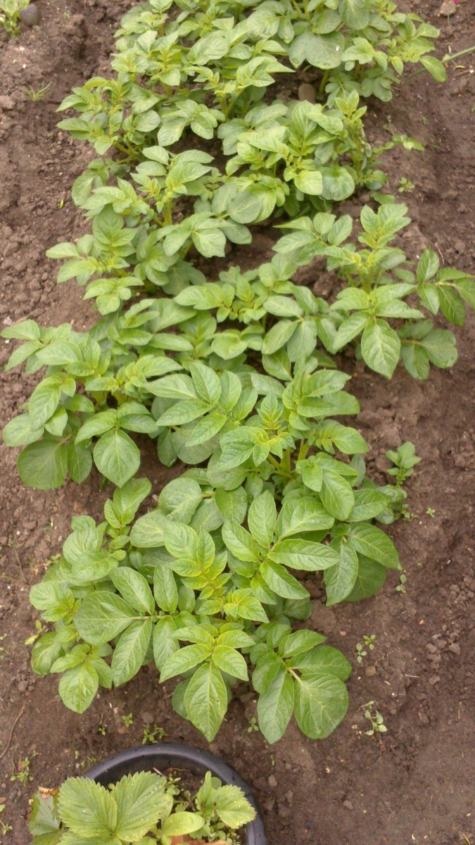 Potatoes after it had top up soil added