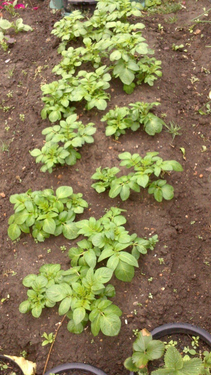 Potatoes are ready for adding top up soil