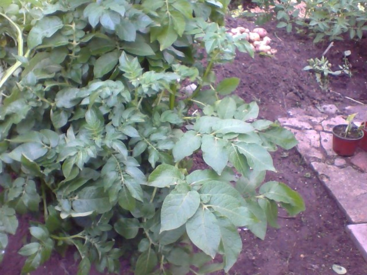Here are my potatoes still growing but I started harvesting because I could not wait.