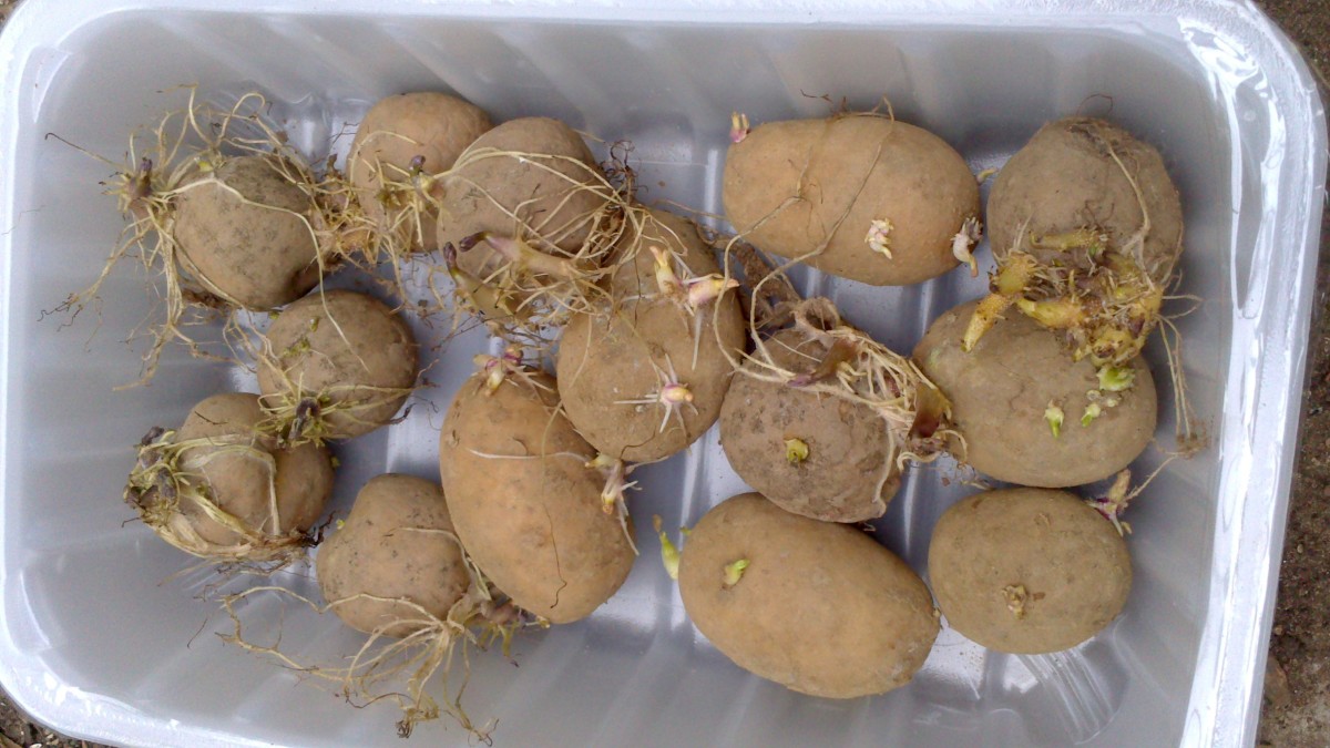 Whole seed potatoes not cut up with shoots and roots and nearly ready for planting but needs to be cut up in segments