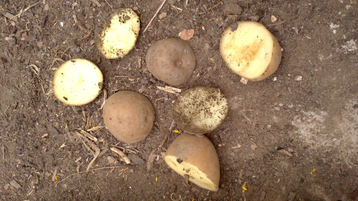 Discarded potatoes that are no good because they got no shoots. 