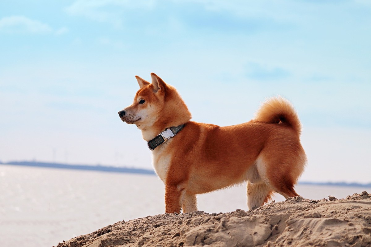 Shiba store and corgi