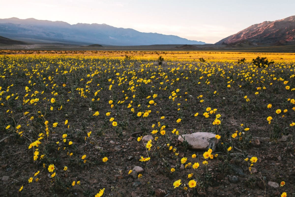 Death  Valley Wildflowers