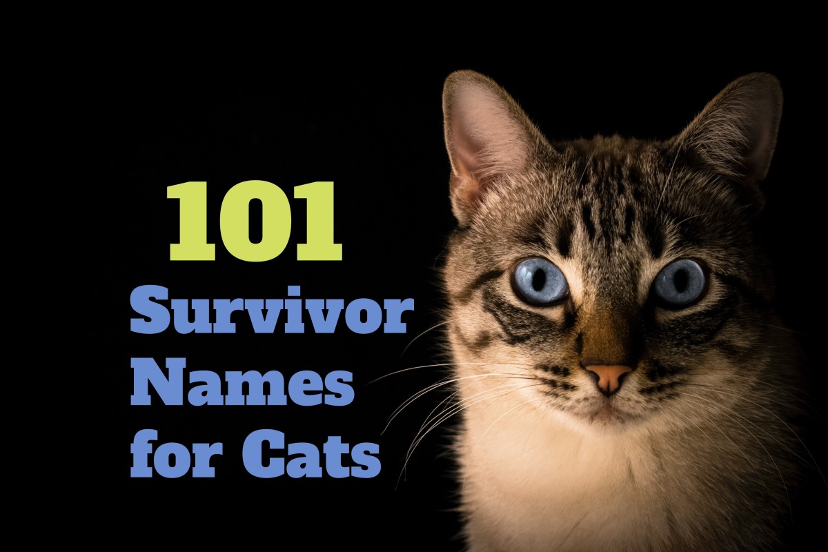 111-survivor-names-for-cats-pethelpful