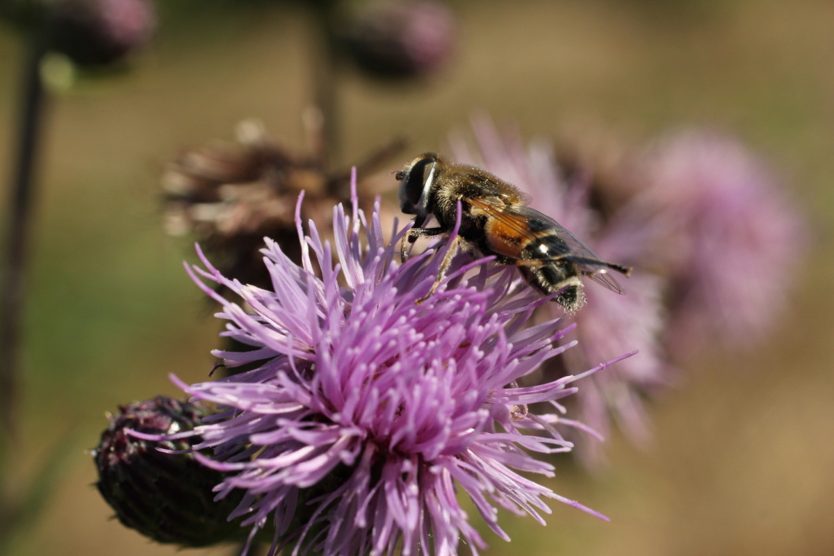The Good and the Bad of Prickly Thistles