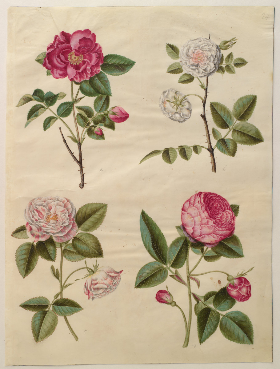 Flower Symbolism What Do Pink Roses Mean? Holidappy