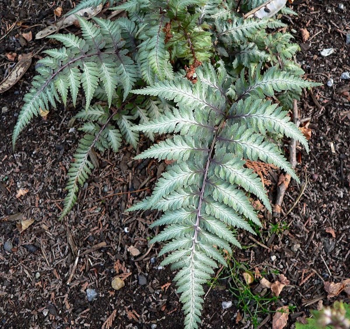How to Grow Japanese Painted Fern, a Colorful Fern