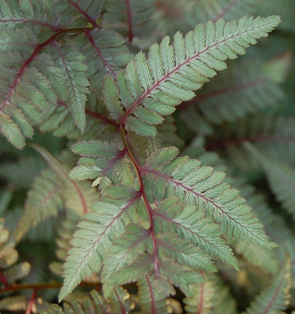 The cultivar Ursula's Red.  Note its bright red midrib.