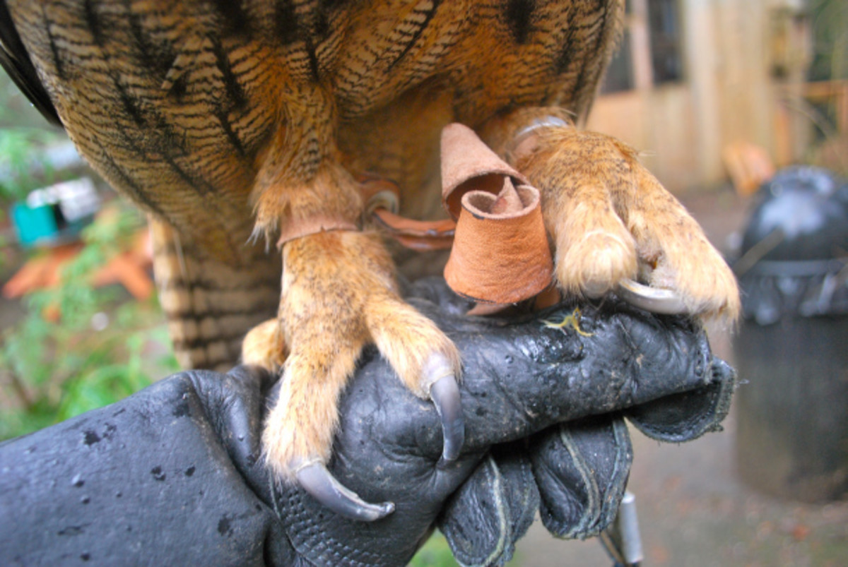 Can You Own an Owl as a Pet and How Do You Care for One? PetHelpful