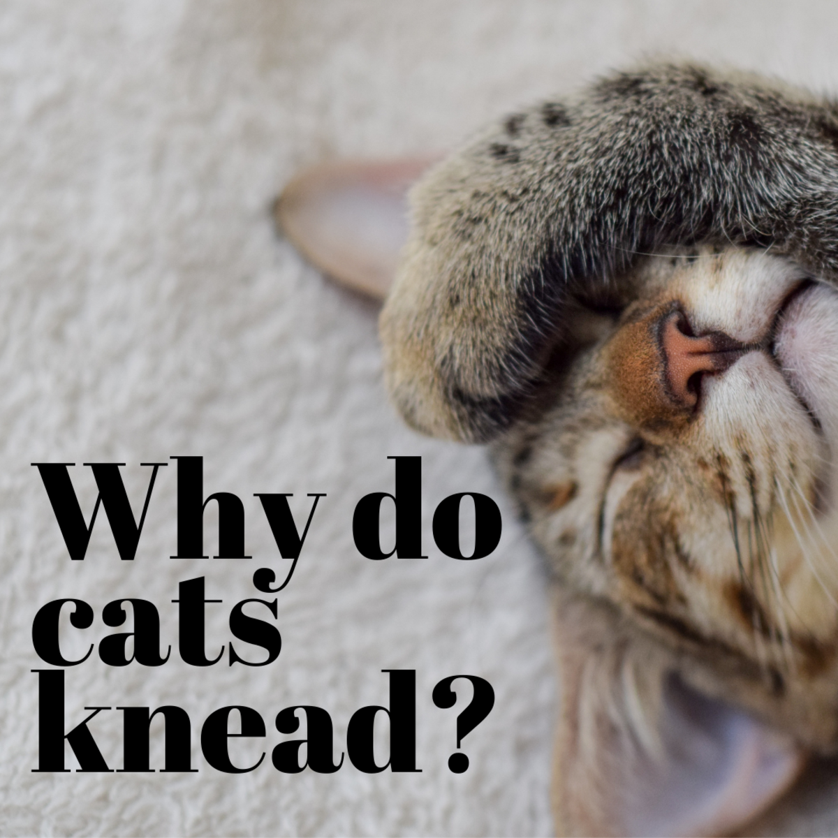Why Do Cats Like to Knead?
