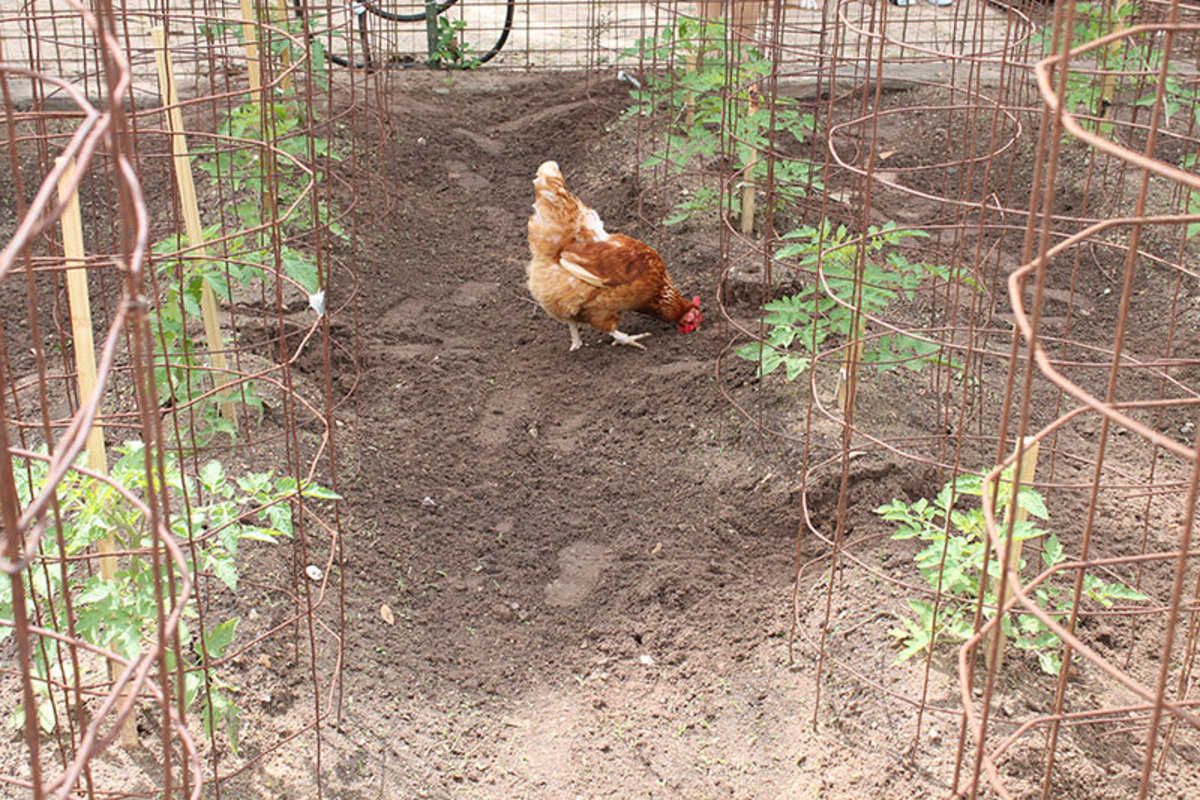 Many are turning back to raising chickens in their back yards.  Free range chickens help to reduce bugs while the provide a family with fresh eggs.