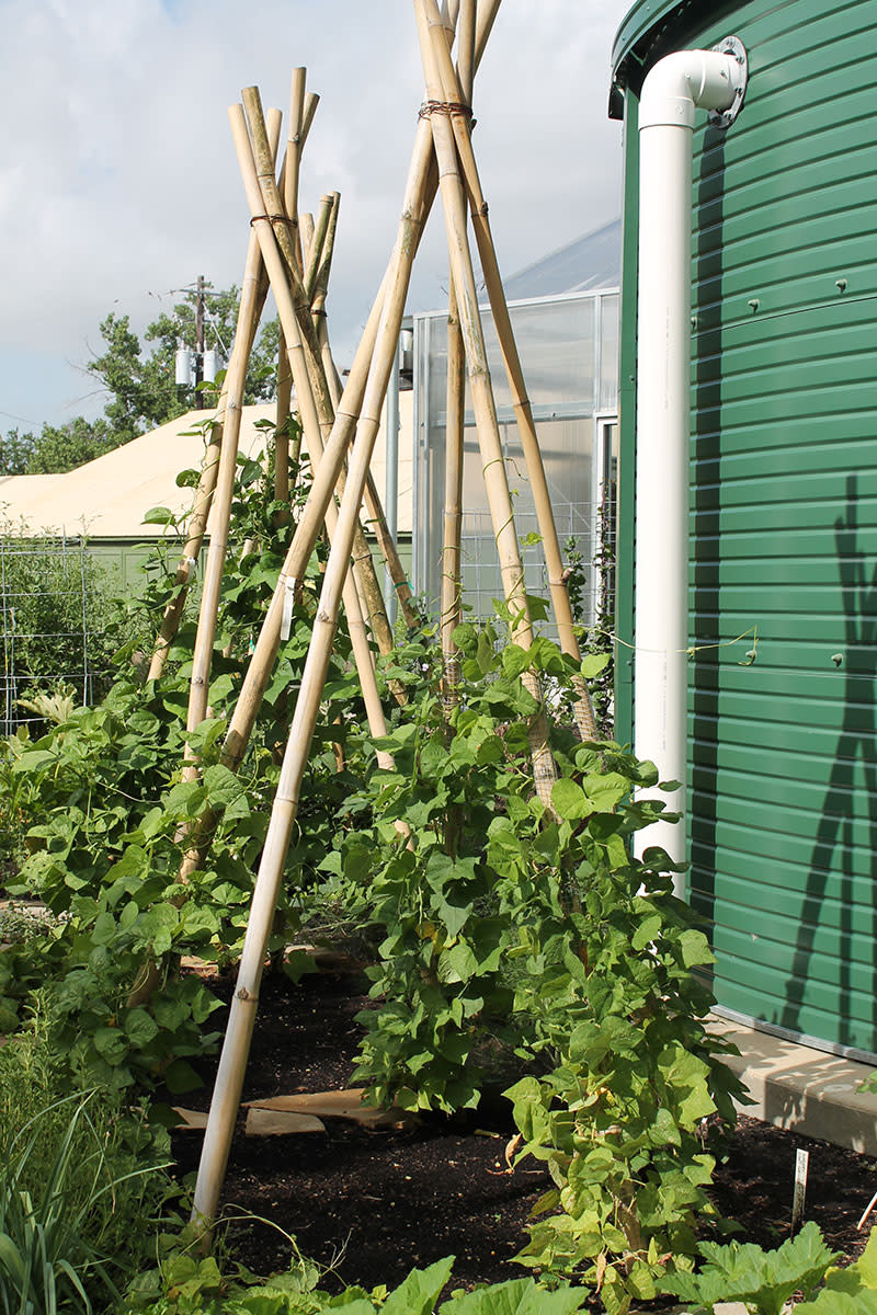 Fresh vegetables can be raised in some of the smallest areas by using support poles and trellises.
