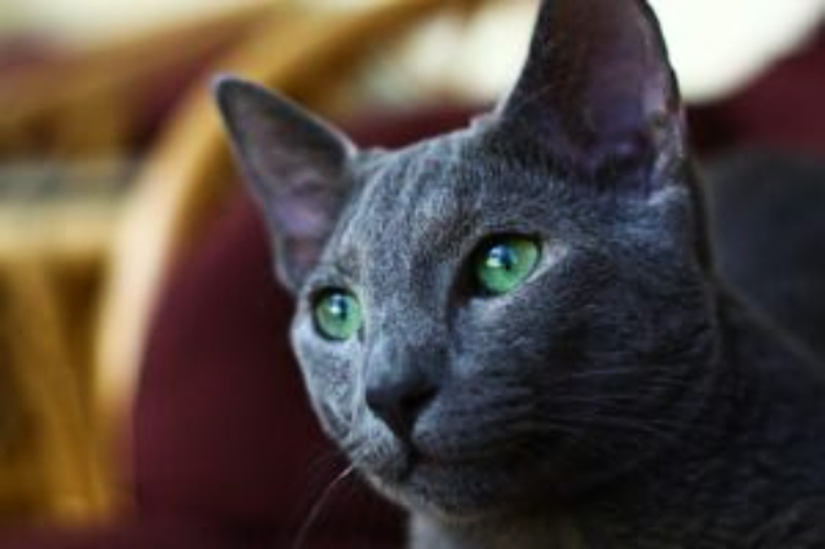 cat-breeds-that-are-hypoallergenic