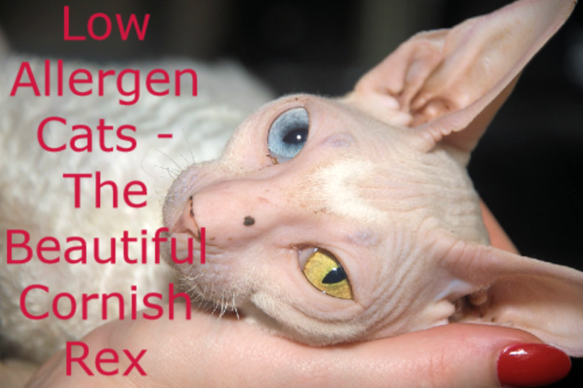 Hypoallergenic Cats that Produce Less Dander HubPages