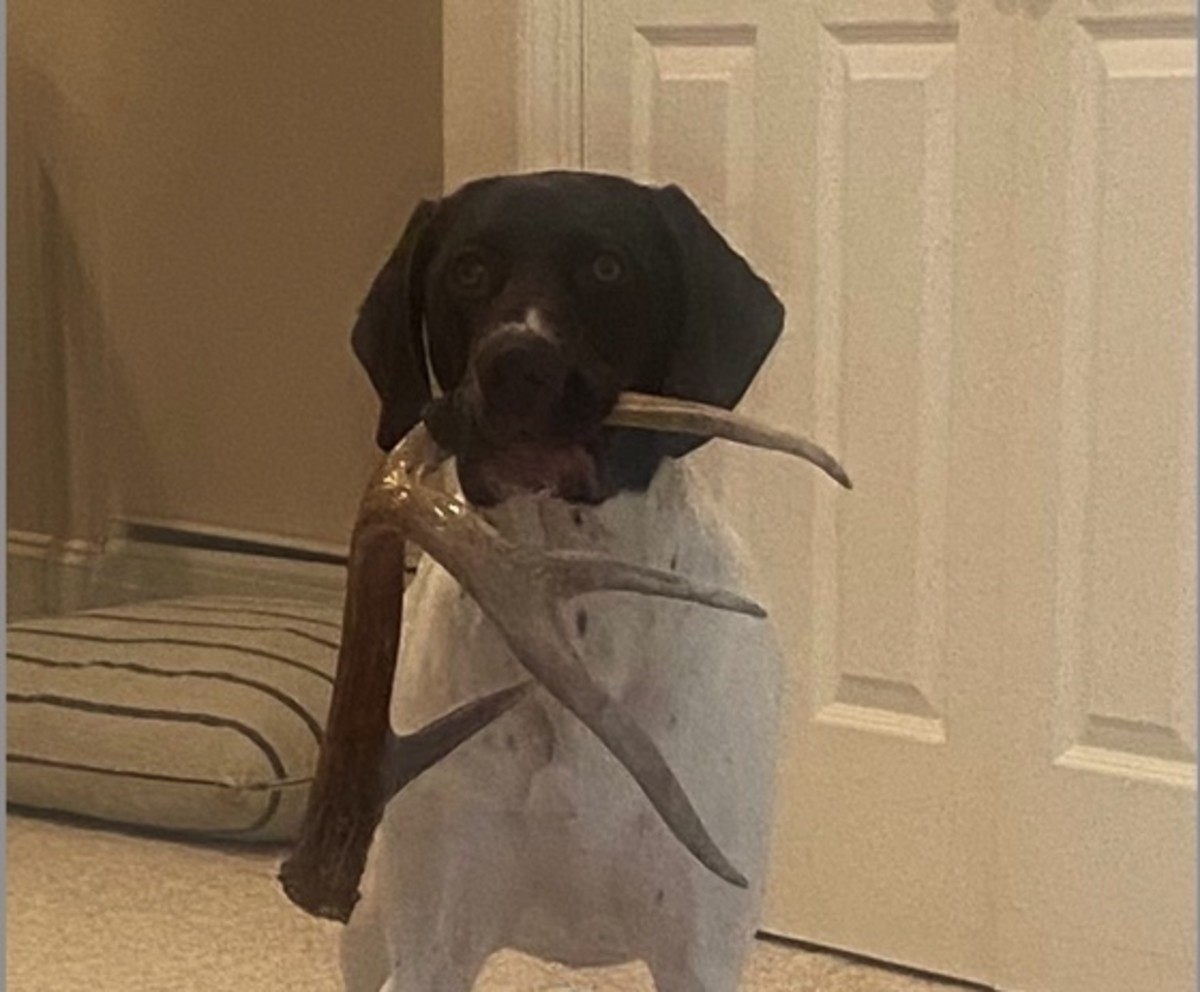 Schatzi with a deer antler she found out on a walk with her owner.