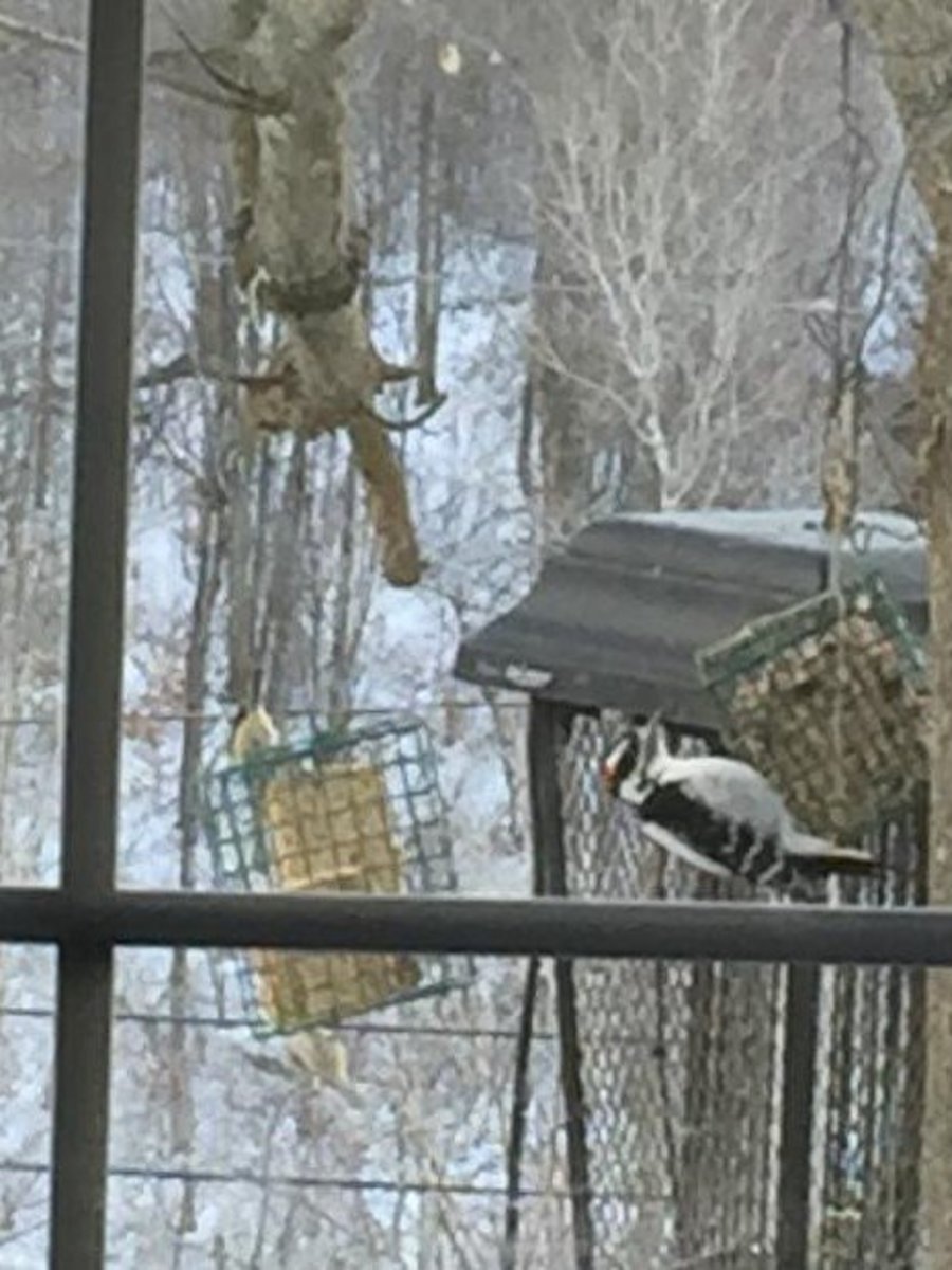 Woodpeckers can't get insects easily in winter. These Birdseed Freezer Cakes will do.