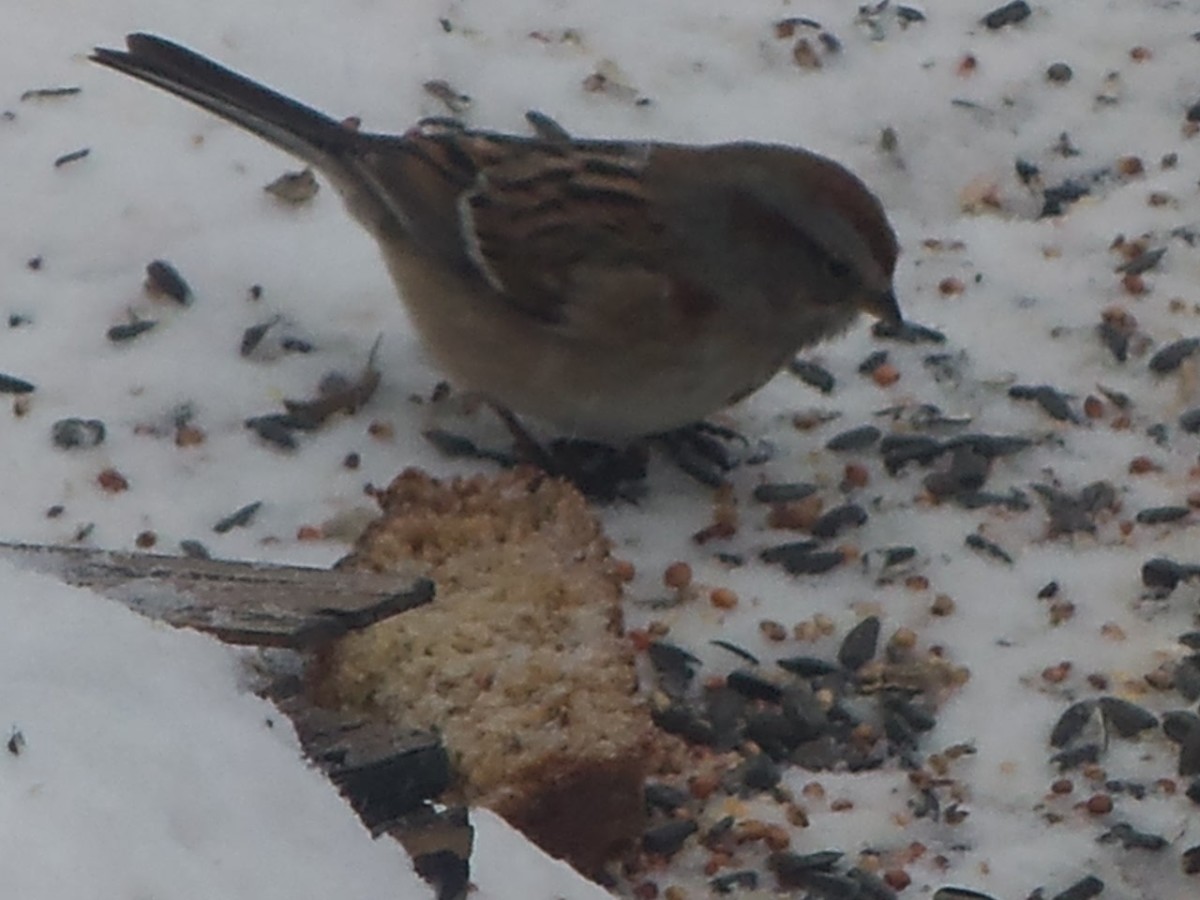 snow-bird-feeders