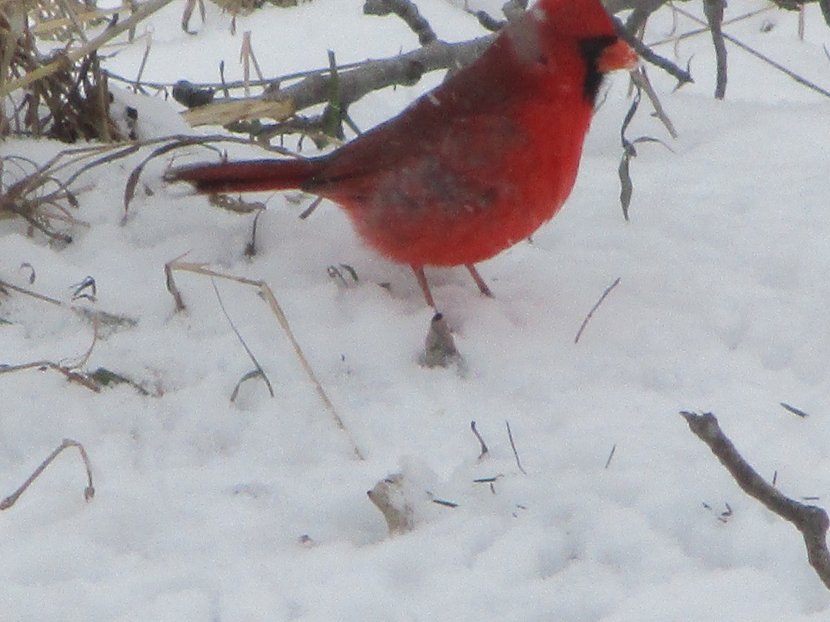 snow-bird-feeders