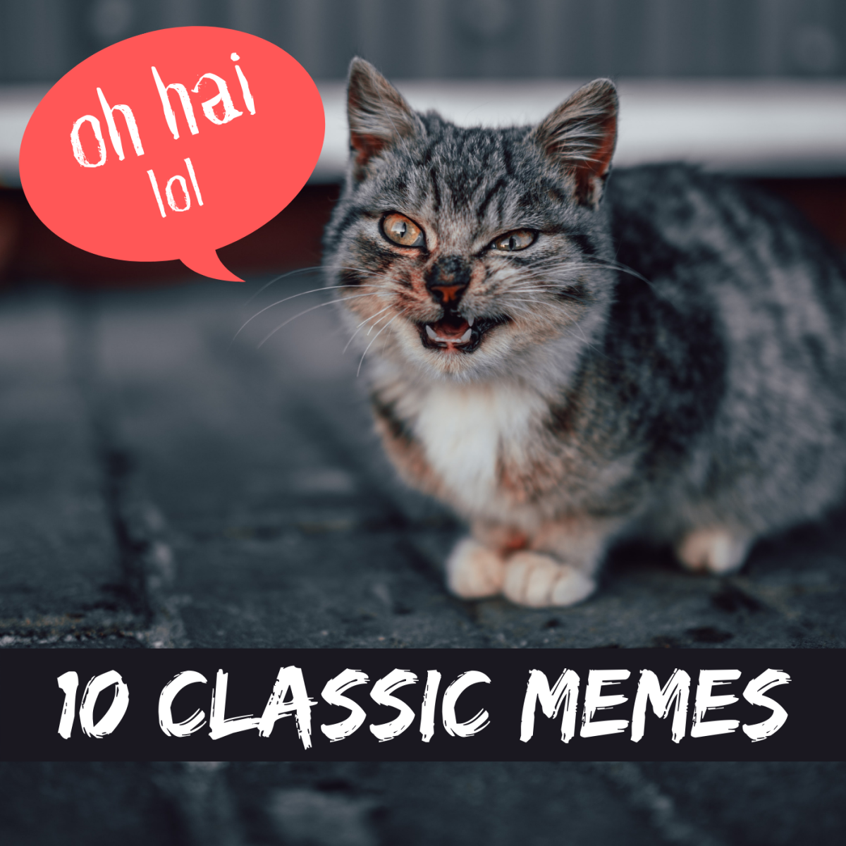 Refresh yourself on 10 of the best internet memes of all time, from Lolcats to Leeroy!