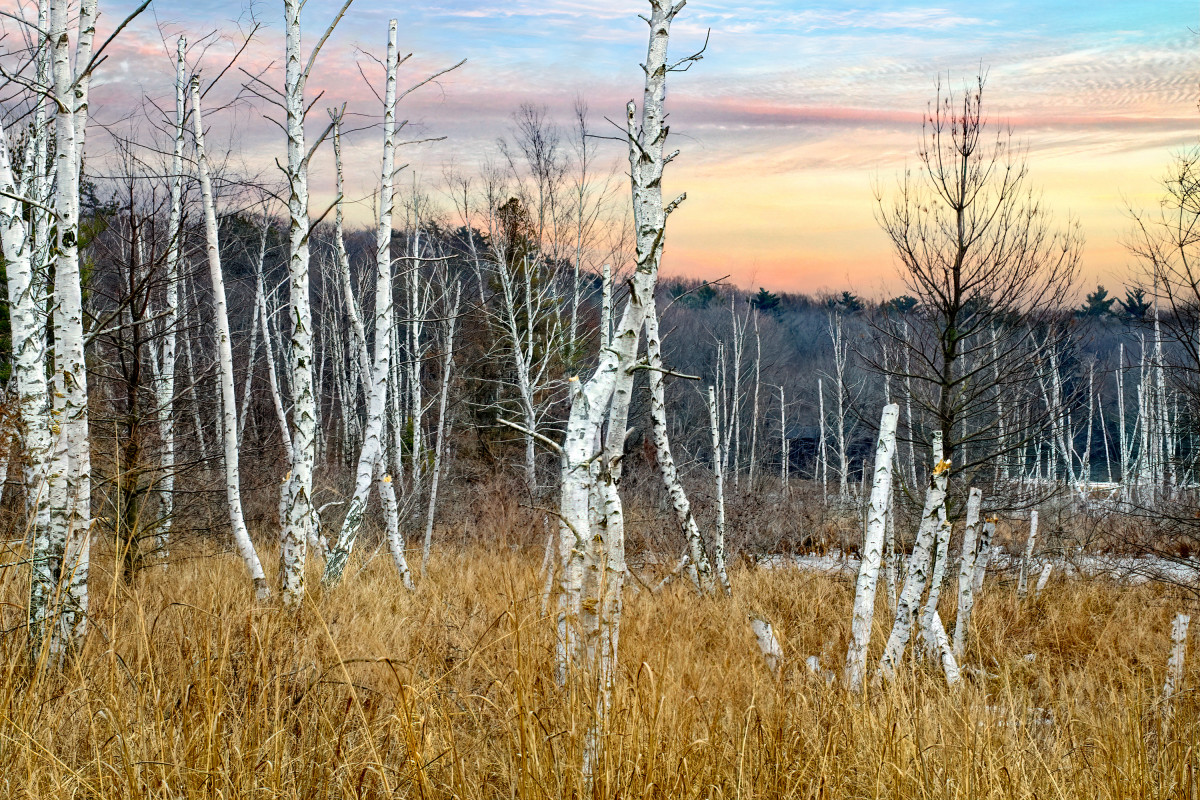 Paper Birch Bark In Winter