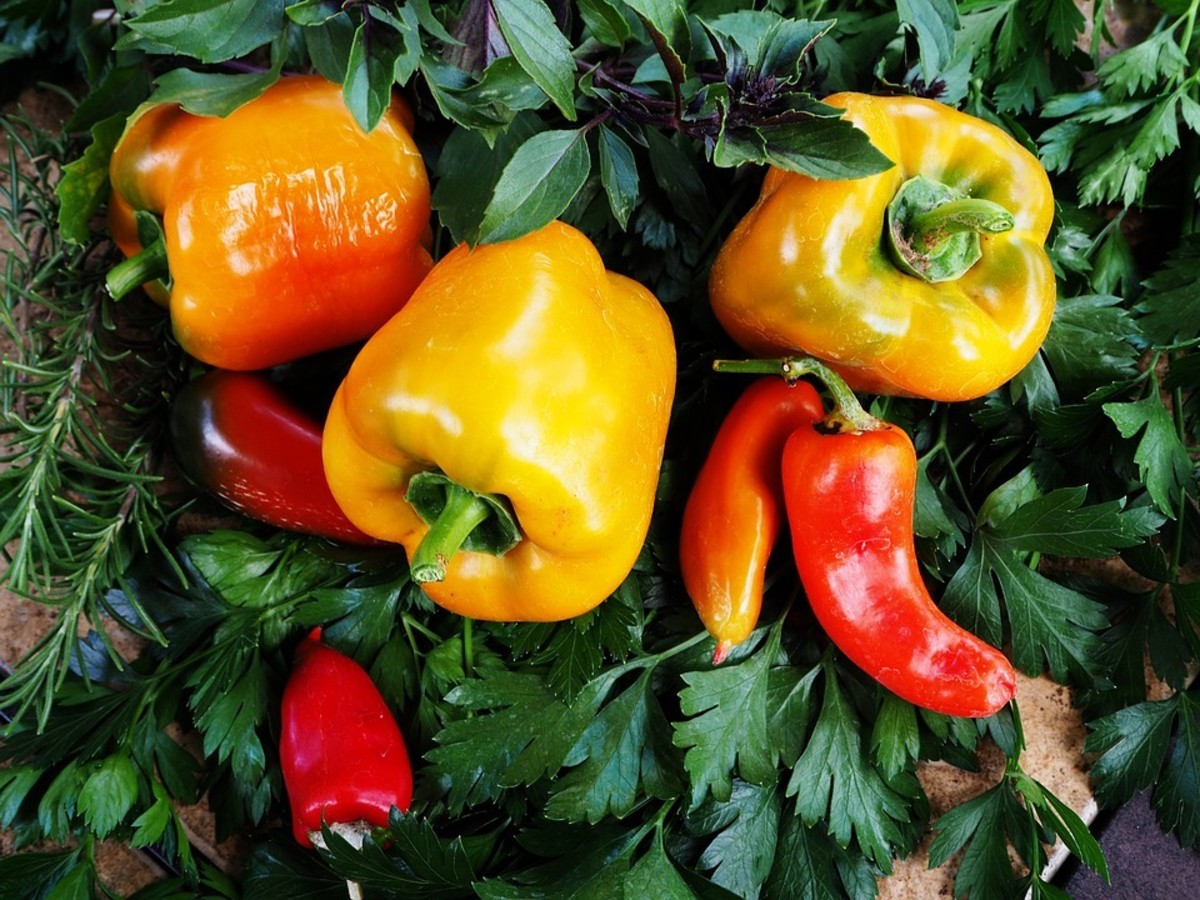 How To Grow Peppers in Containers: 7 Great Tips