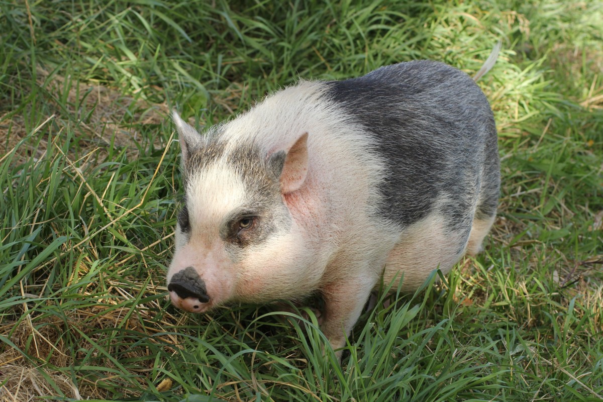 What You Need for a Happy Pet Pig - HubPages