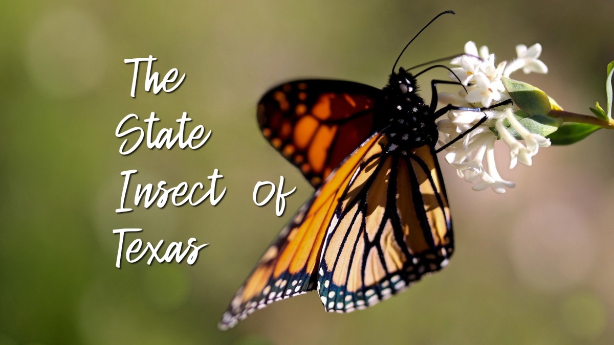 The monarch butterfly, the state insect of Texas