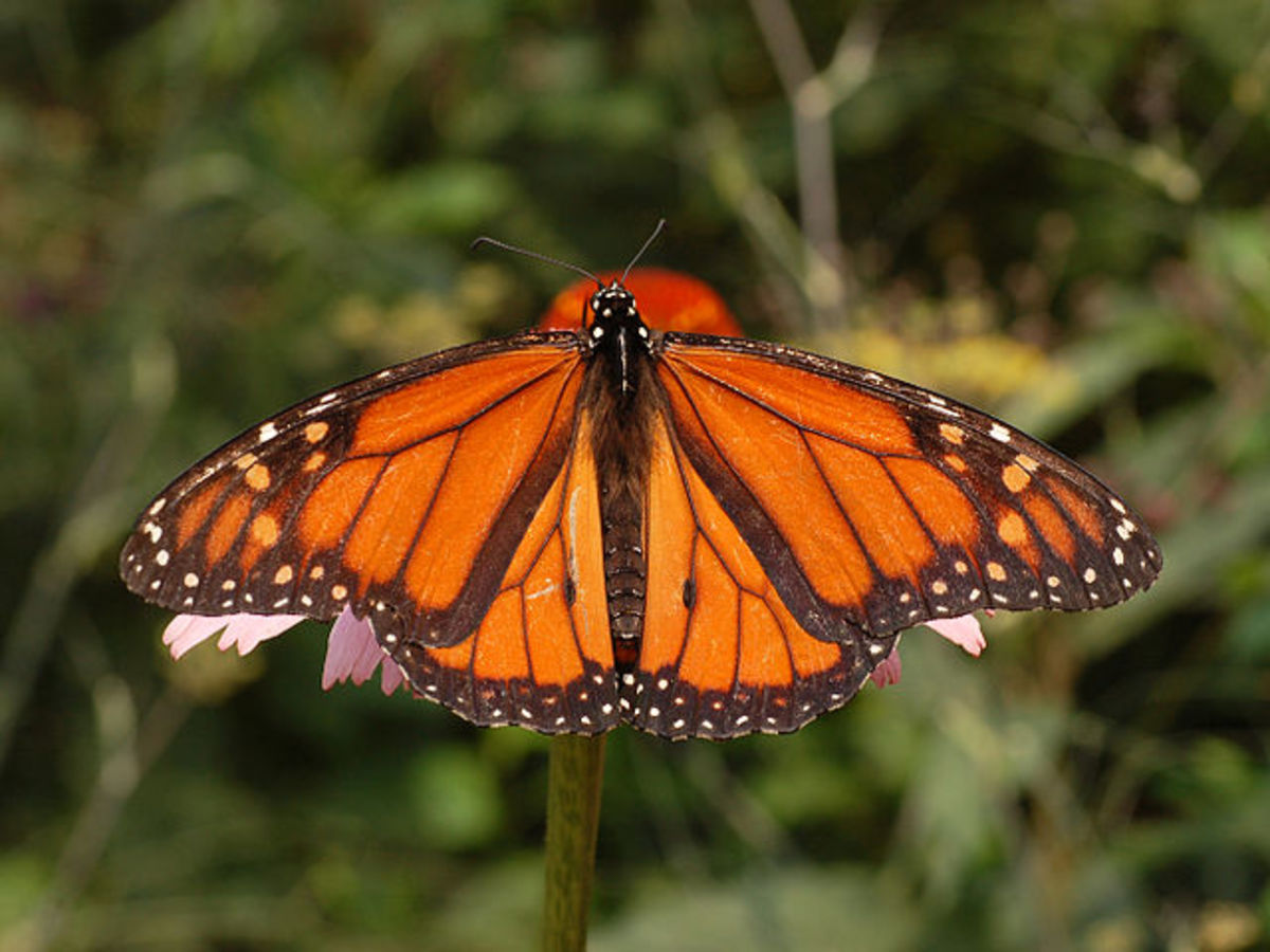 A male monarch