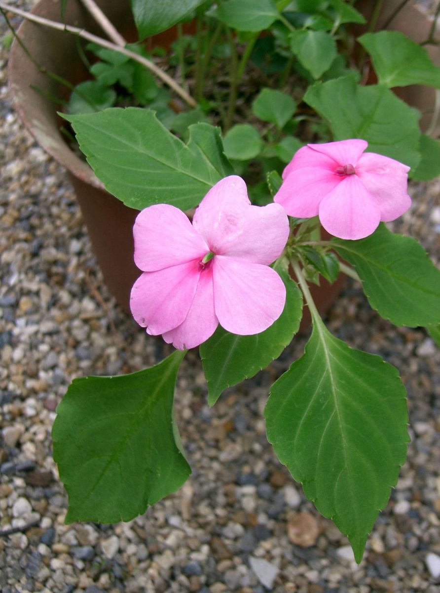 Impatiens comes in many vibrant colors