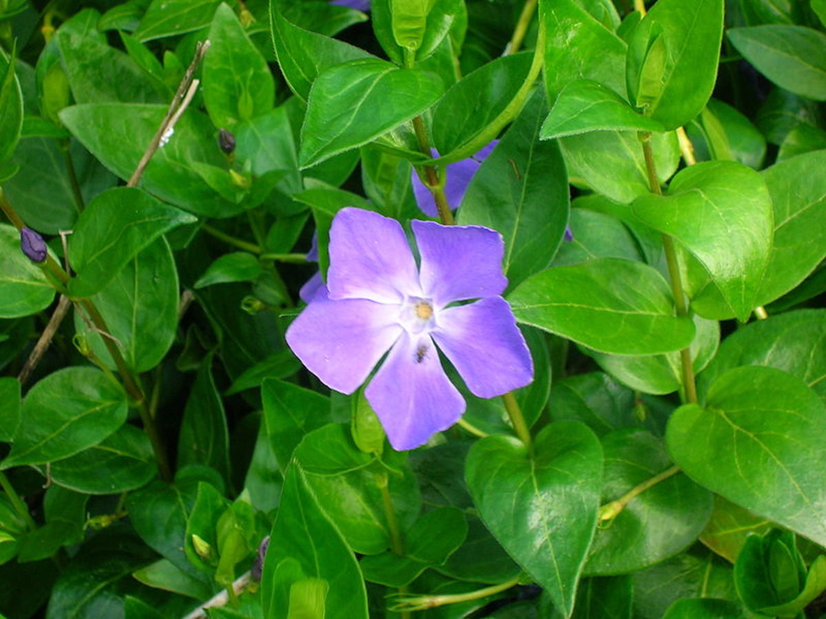 Periwinkle spreads and gets fuller every year