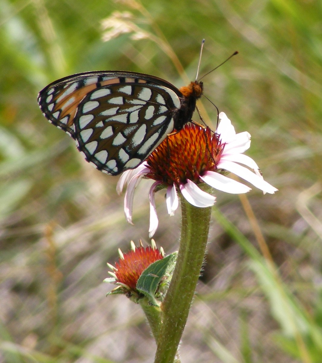 Native plants support wildlife, but what is the official definition of a native plant?