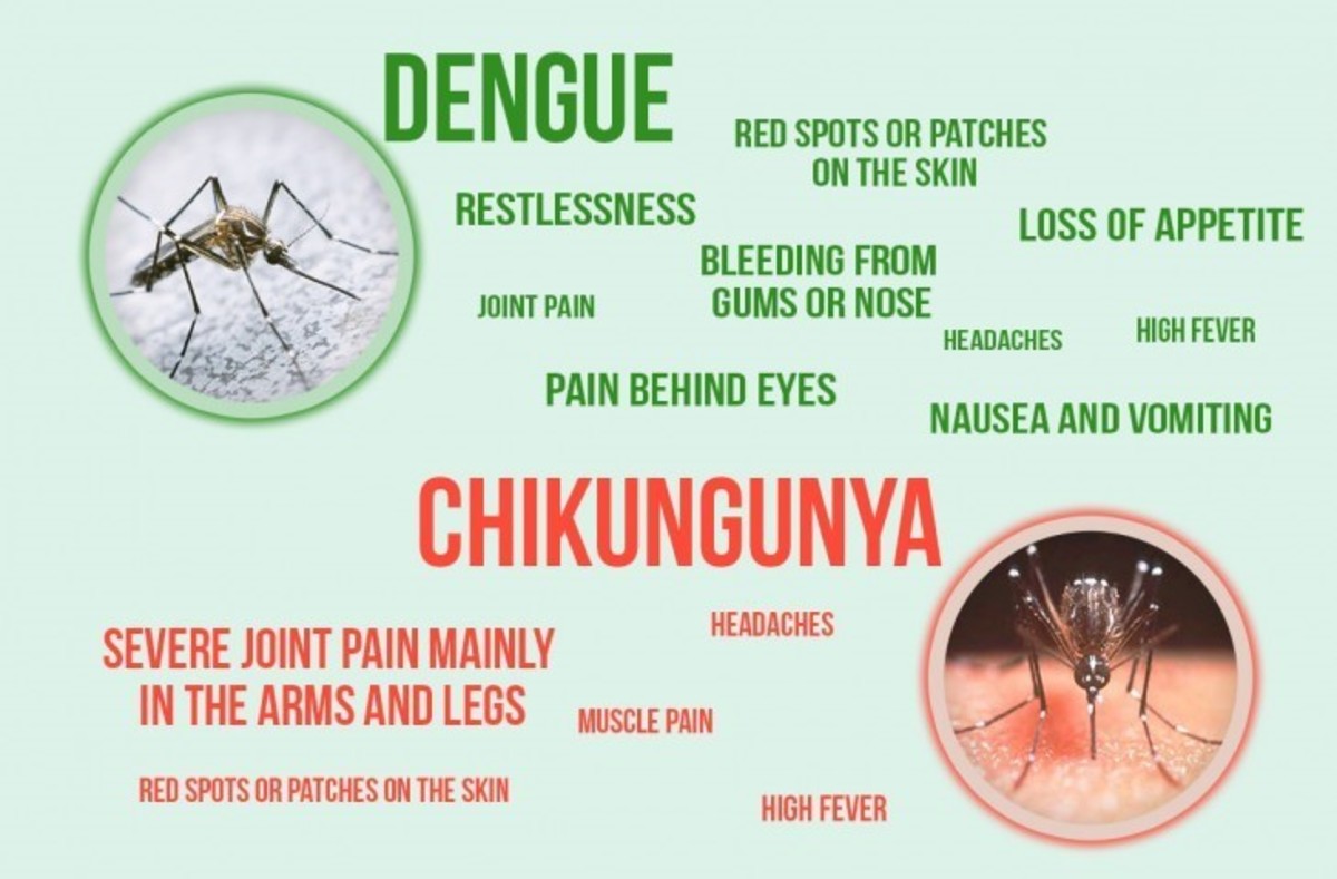 protect-your-home-from-dengue