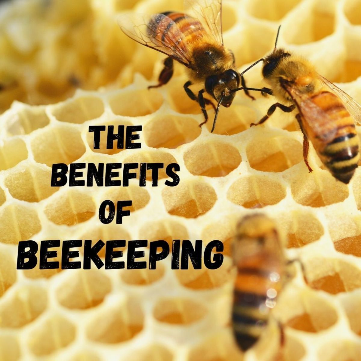 5 Wonderful Benefits of Beekeeping