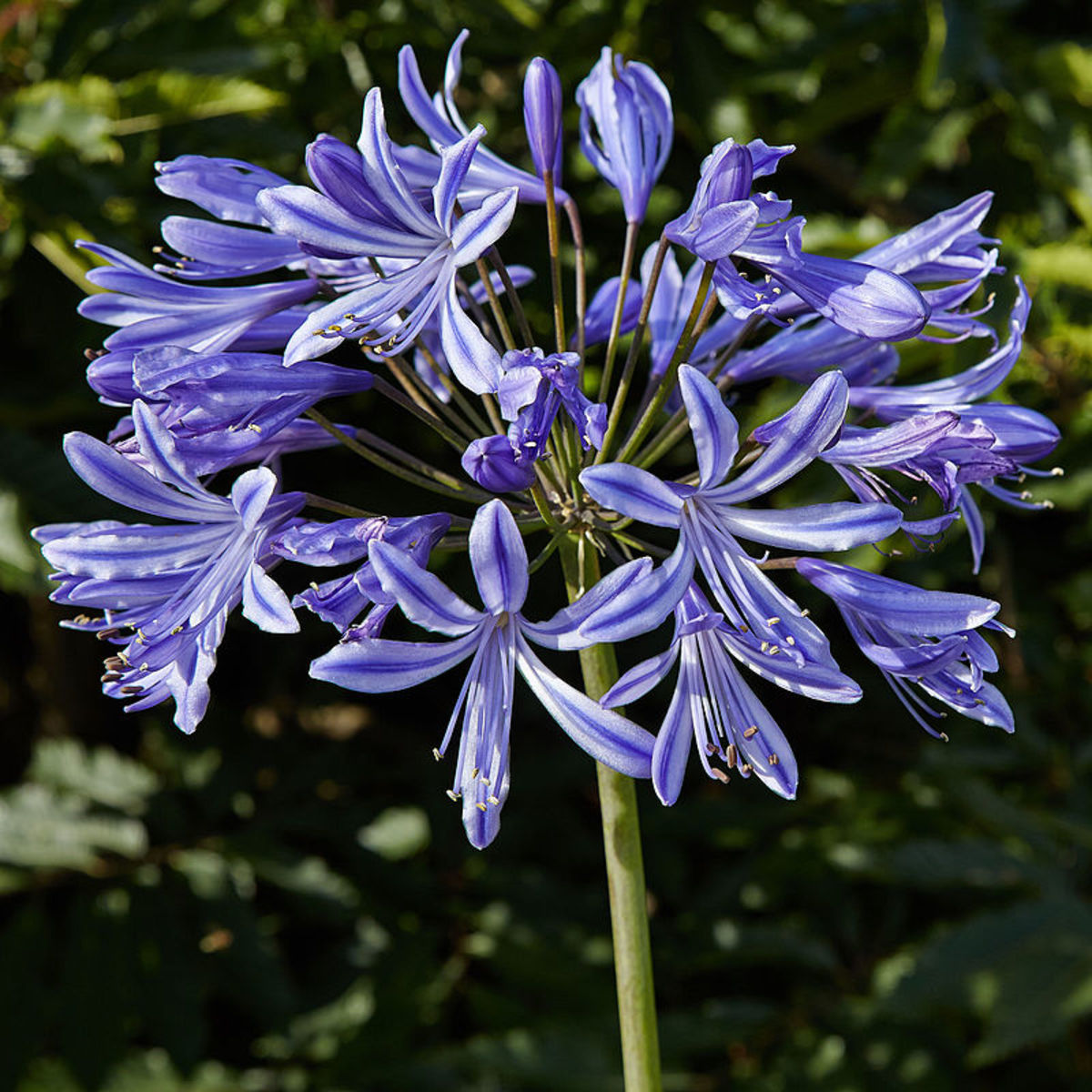 Individual flowers resemble lily flowers.