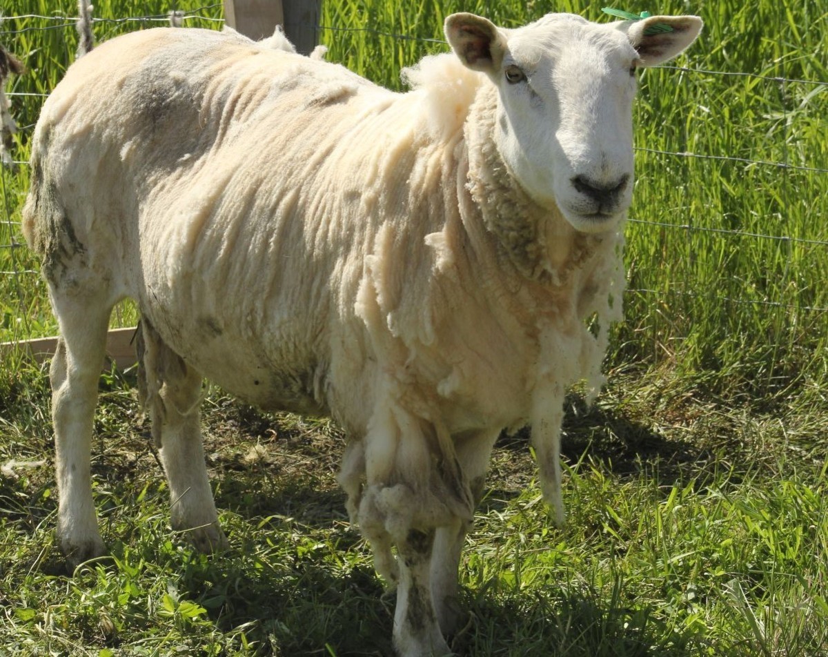 vegan-wool