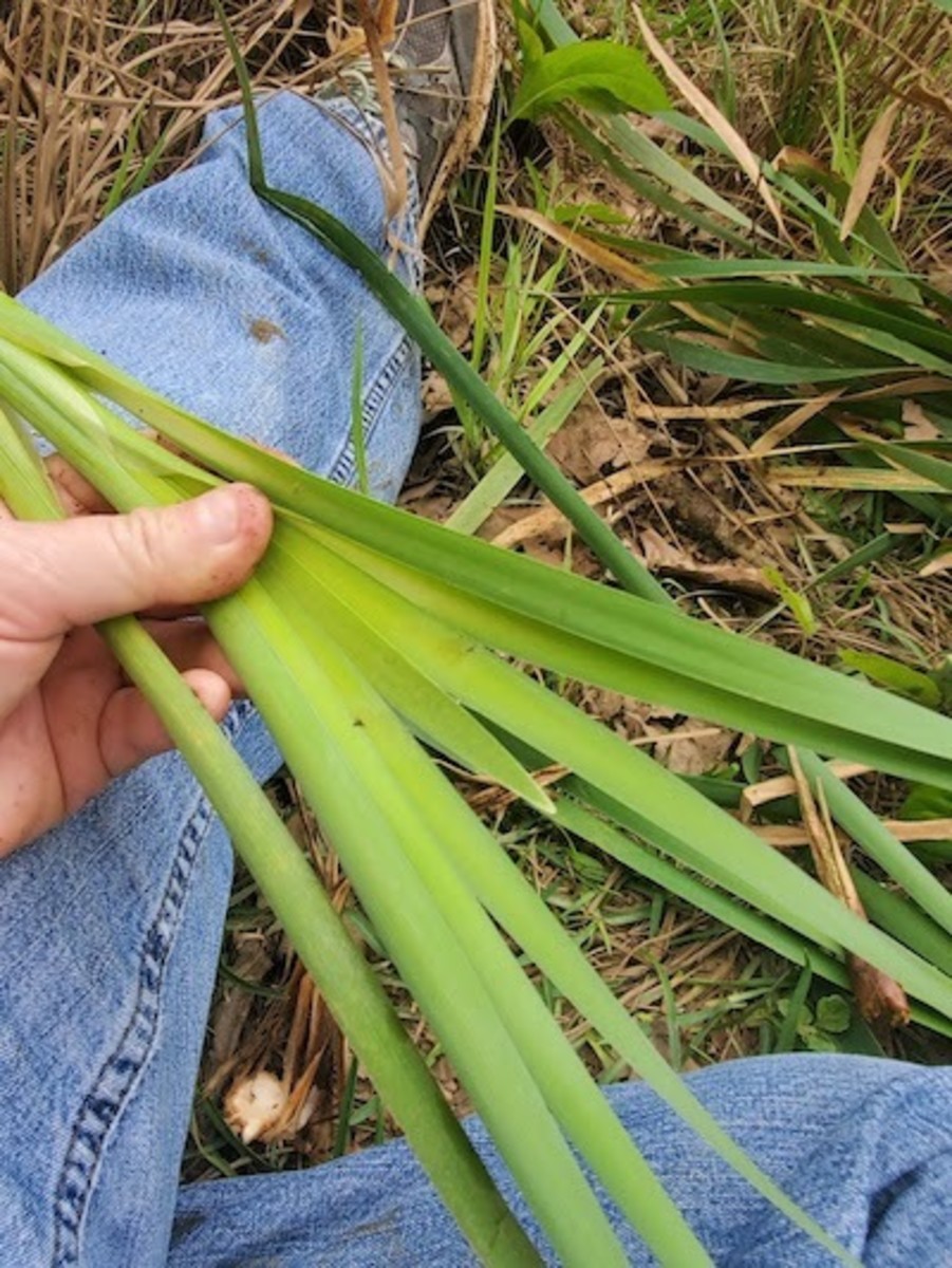 Leaves of the Cattails