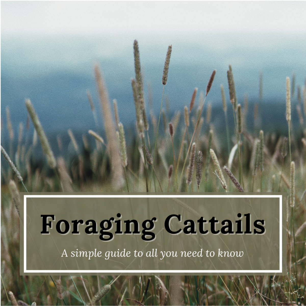 Foraging for Cattails