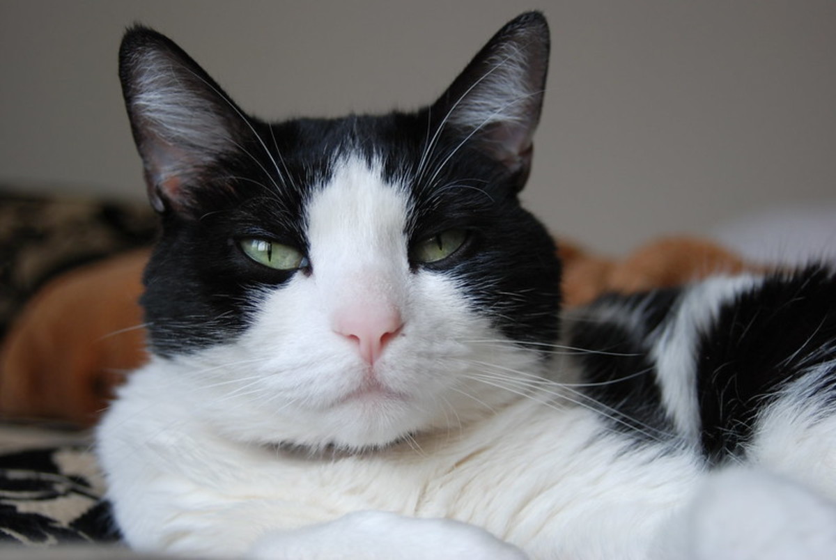 20 Black And White Cat Breeds - Pethelpful
