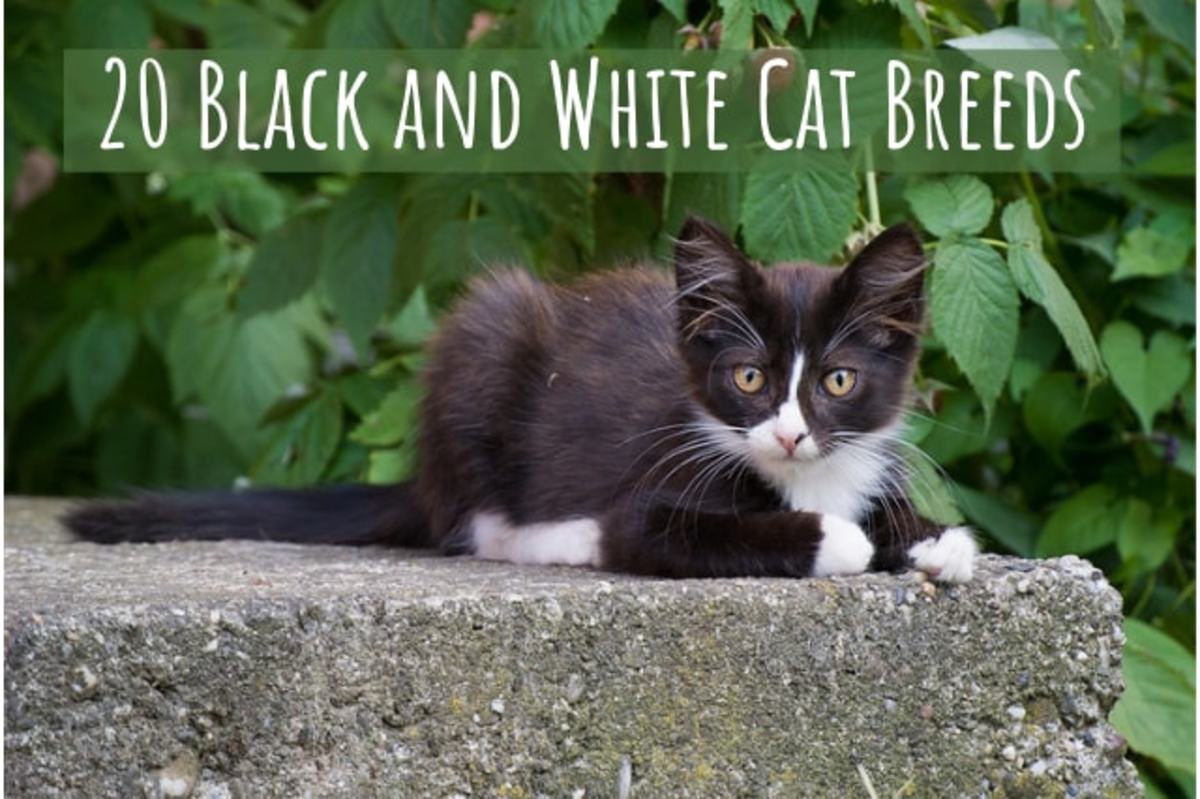 Interested in getting yourself a black and white cat? Well, you're in luck. Here is a list of black and white cat breeds. 