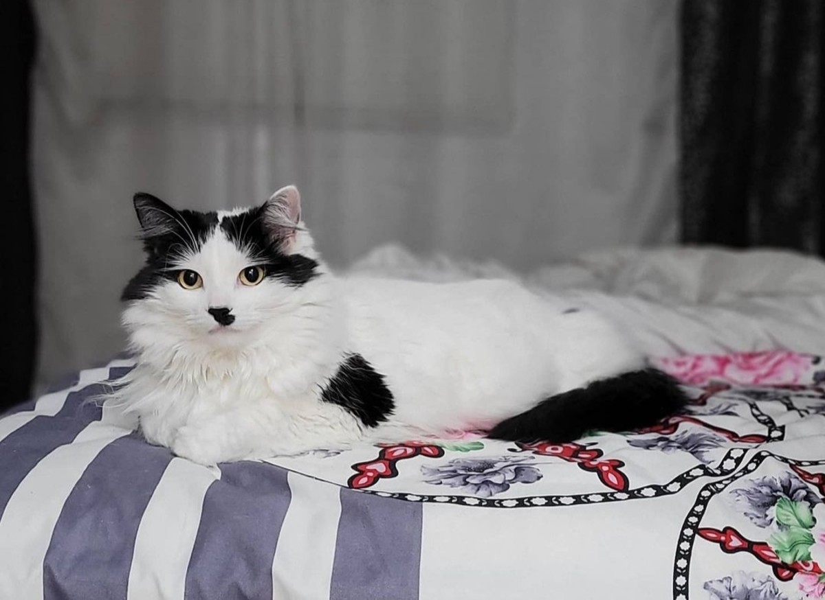 20 Black And White Cat Breeds - Pethelpful
