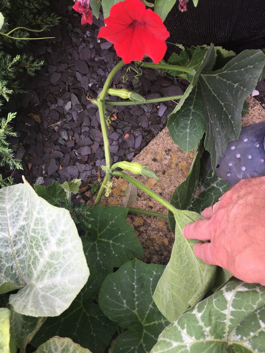 Growing the Seed from a Supermarket Butternut Squash - HubPages