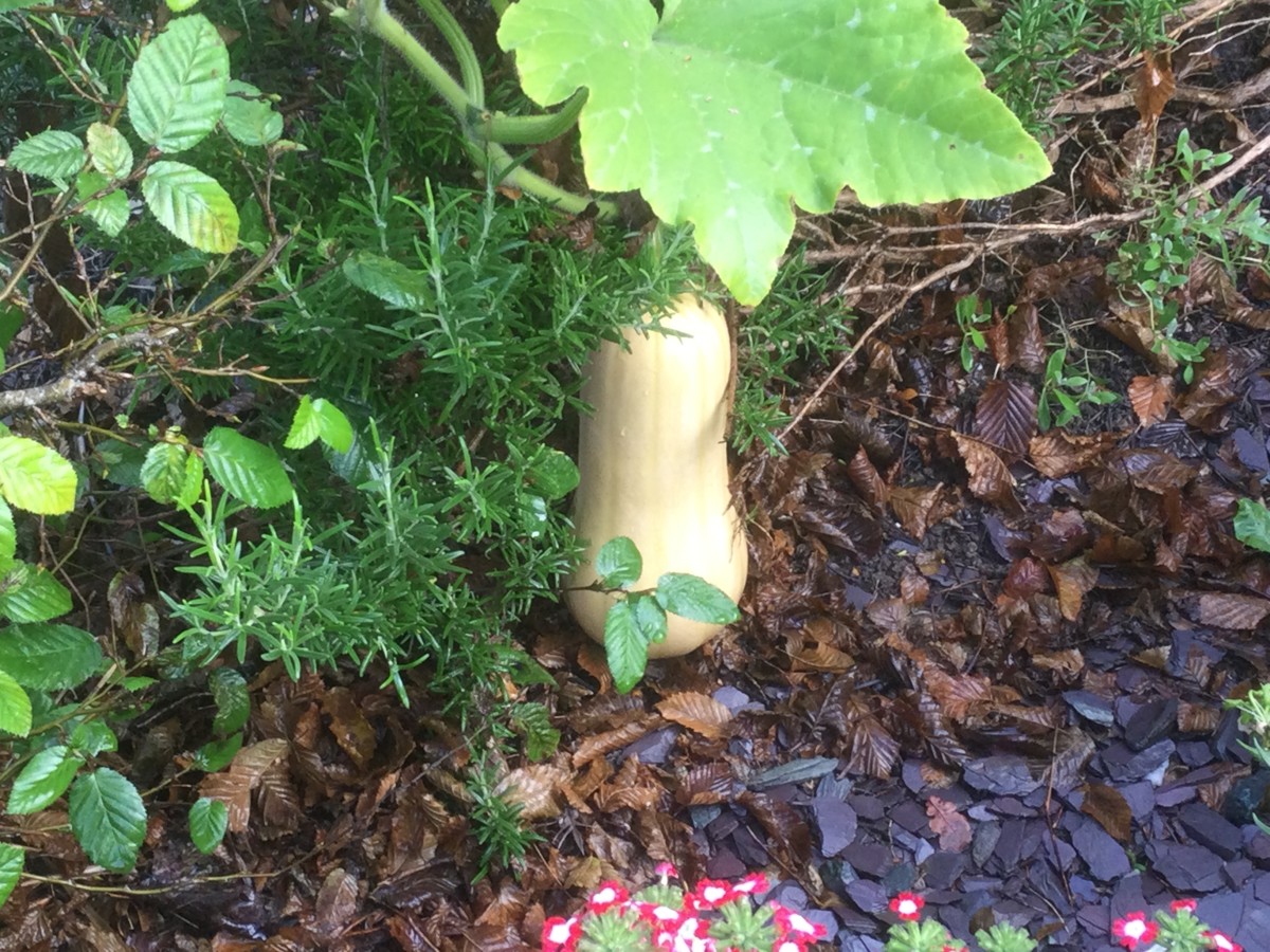 ollies plant pots 8" Ollie Pot with Hydrangea Arrangement AR1634